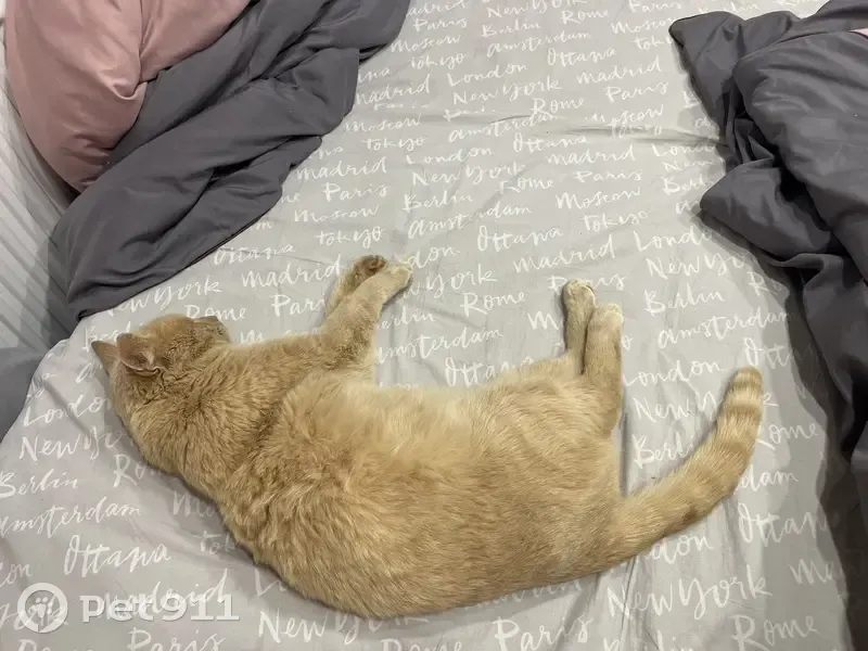 Кот найден у 