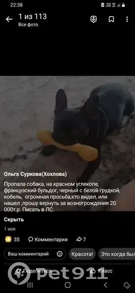 Пропал собака, Кемеровская область - кобель французского бульдога - photo