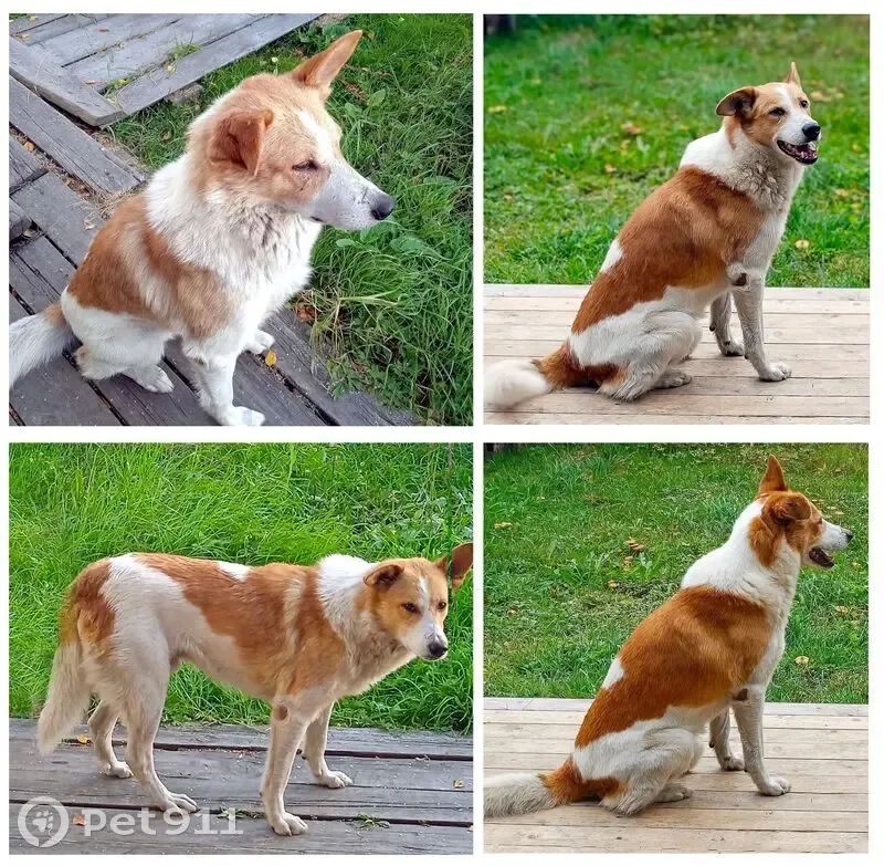 Пропала собака на Левобережной, 11, Турдеевск - photo