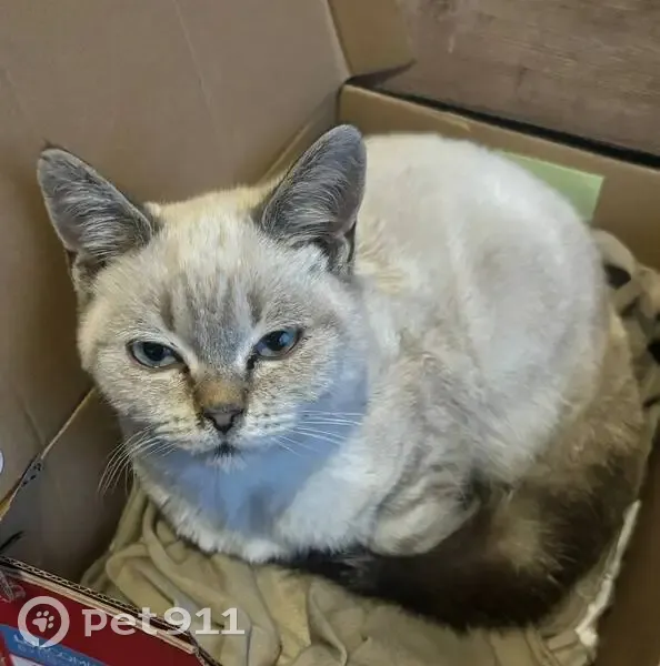 Найдена сиамская кошка, Новая ул, Курган - photo