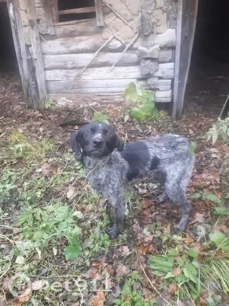 Найдена охотничья собака, Алгасово - photo