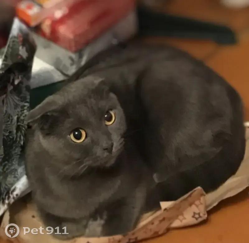 Пропала кошка, Черемновская ул., Павловск - photo