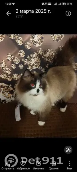 Пропала кошка, Ржавец, Белгородская обл. - photo