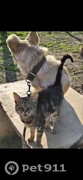 Собака найдена на трассе, Ставропольский край - photo