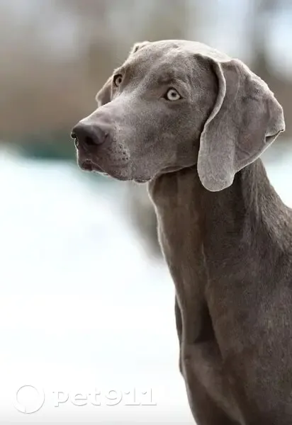 Пропала собака, Томская область, Турунтаево - photo