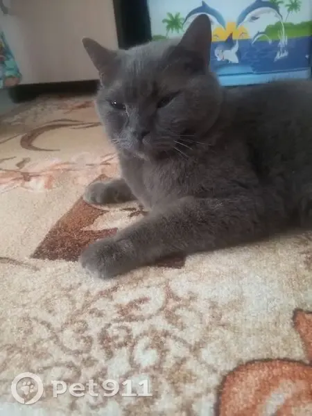 Кошка найдена: Суксун, Пермский край - photo