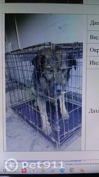 Пропала собака, п. Передовой, пер. Технический - photo