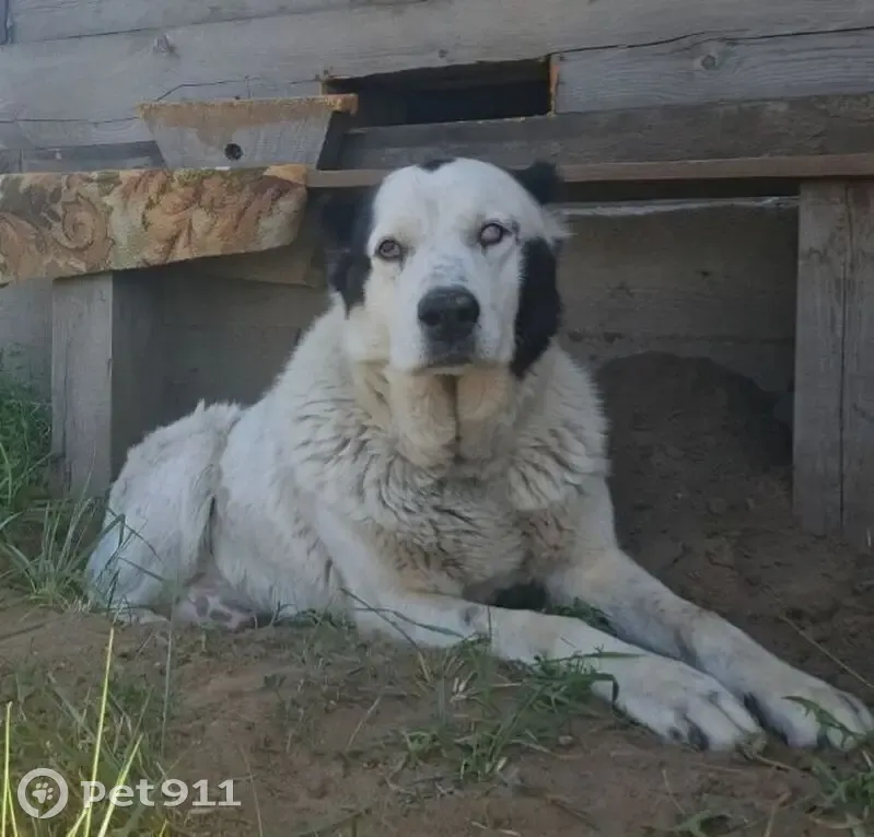 Пропала собака, Бурятия - photo