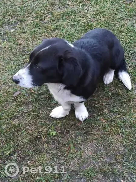 Собака найдена в Кривополянье, Тамбовская обл. - photo