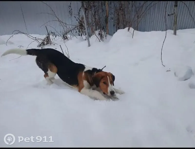 Пропала собака, Мостовое, Удмуртия - photo