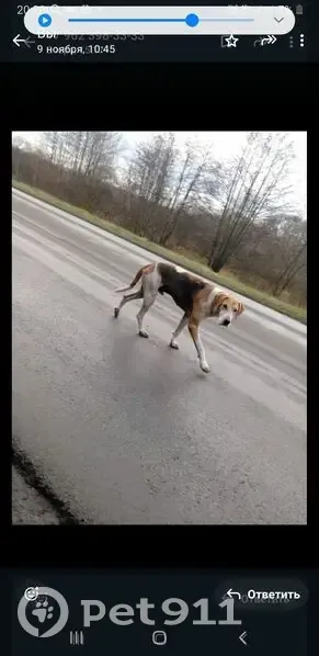 Пропала собака в Пензенской области - photo
