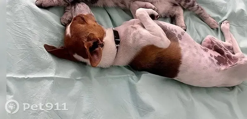 Пропала собака, ул. Мустая Карима - photo