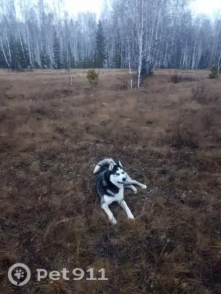 Пропала собака в Пласте, Челябинская обл. - photo