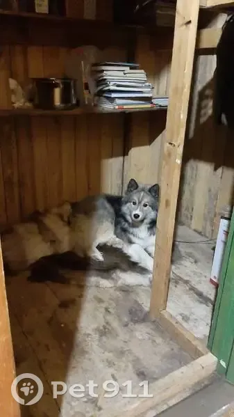 Пропала собака, Полярная ул., Харсаим - photo