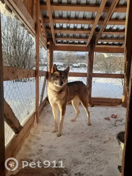 Пропала собака в Низево, Кировская обл. - photo