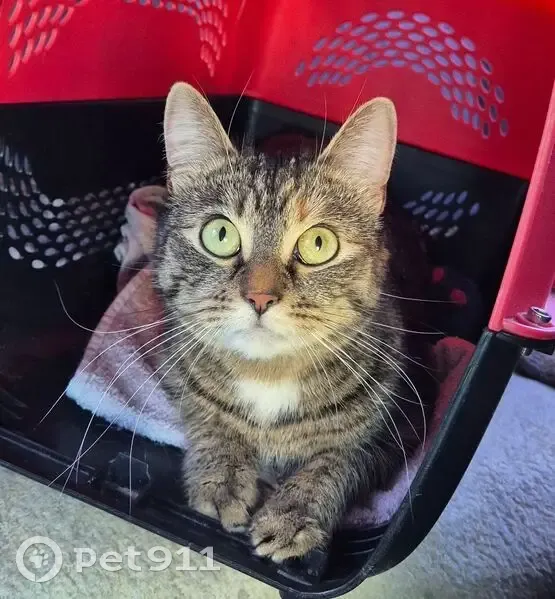 Пропала кошка на 5 км Куршской Косы - photo