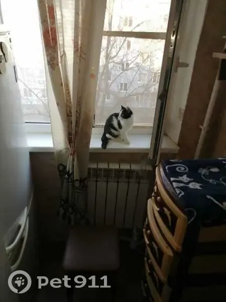 Найдена кошка, ул. Ленина 120А, Волгодонск - photo