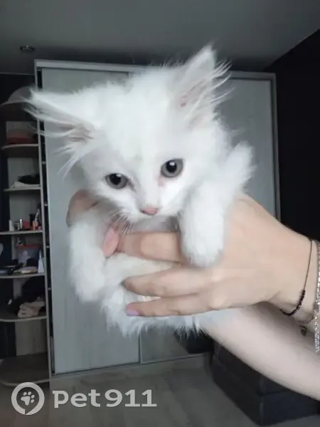 Кошка найдена: ул. Забалуева, Новосибирск - photo