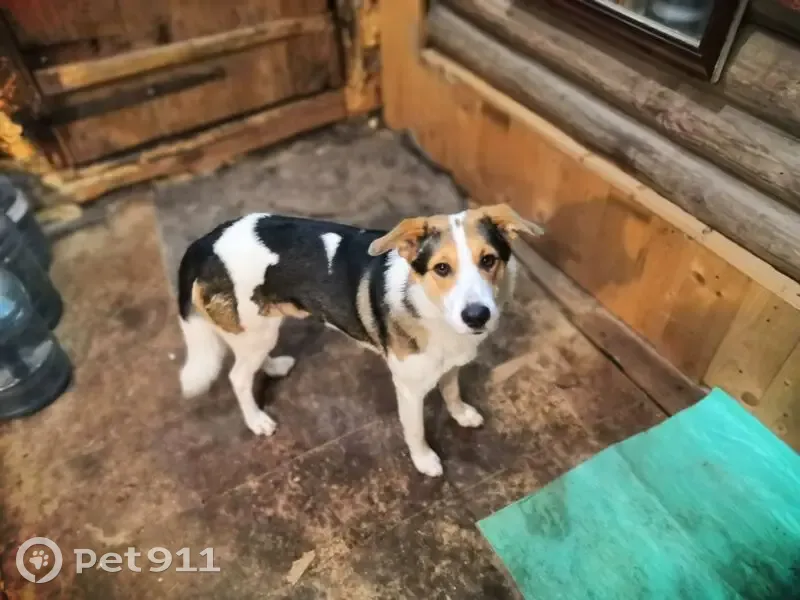 Собака найдена: 28К-0058, Тверская обл. - photo