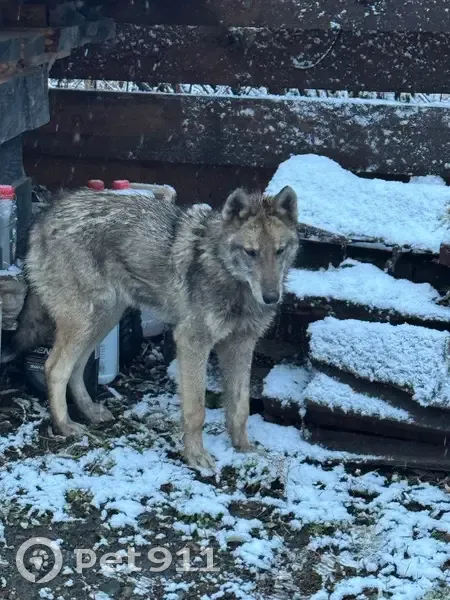 Собака найдена в Бирюлинском, Алтай - photo