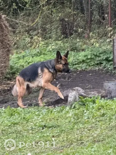 Пропала собака, Ягодная ул., Верховье - photo