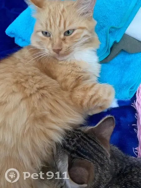 Пропала кошка, Оранжереи, Астрахань - photo