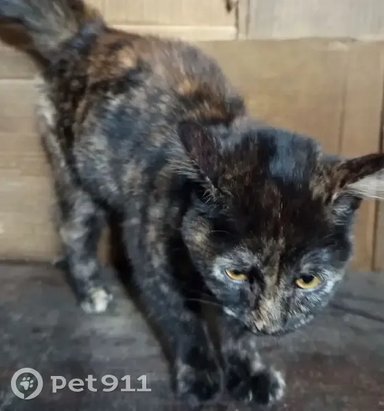 Кошка найдена: Заводская 18, Пышма - photo