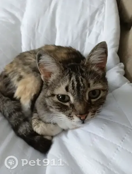 Пропала кошка, ул. Гагарина, Шербакуль - photo