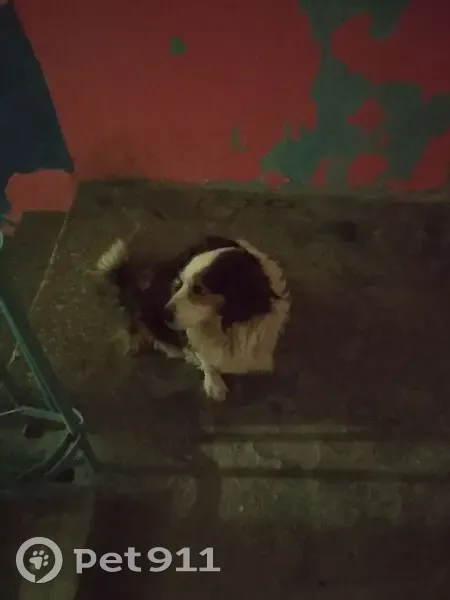 Собака найдена: Гвардейский пр., Никель - photo