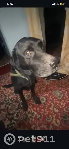 Пропала собака, ул. Суворова 124, Суклея - photo