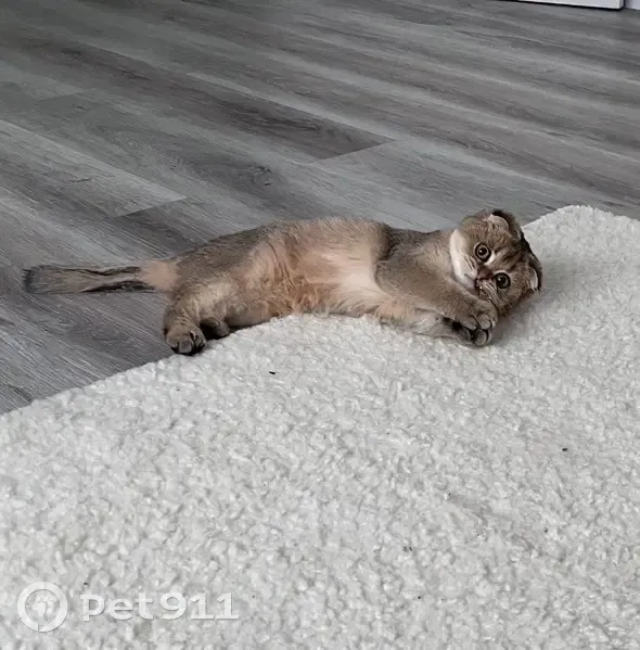 Пропала кошка, Уварово - большие глаза - photo