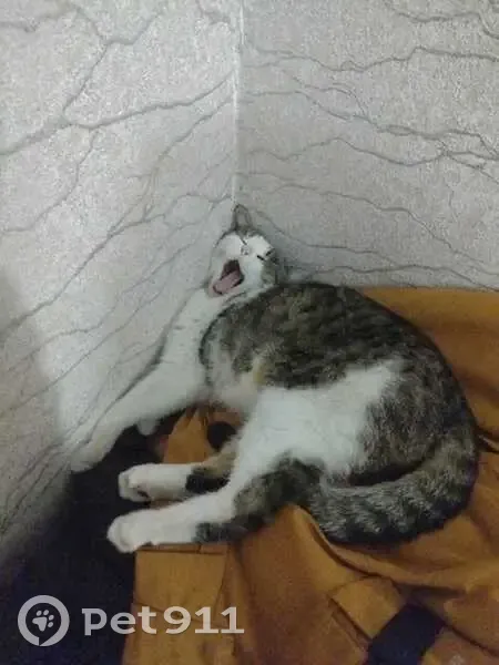 Пропала кошка, Орловская обл. - photo