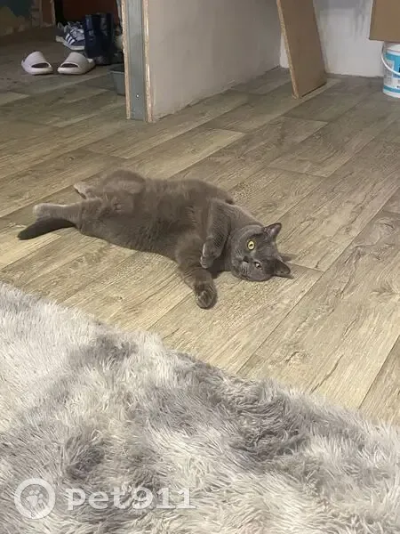 Пропала кошка в Ефимовском лесу - photo