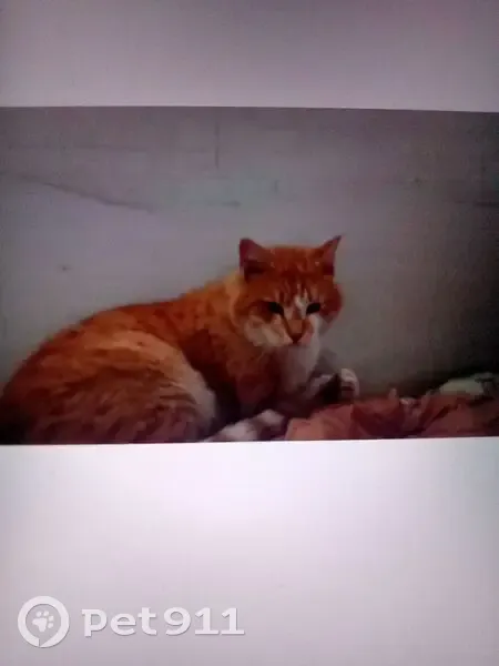 Пропала кошка, ул. Топольчанская 19 - photo