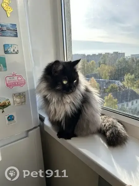 Пропала кошка, пр. Ломоносова, 177 - photo