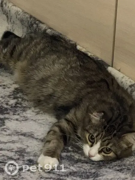 Пропала кошка, Партизанская ул., Арх. - photo