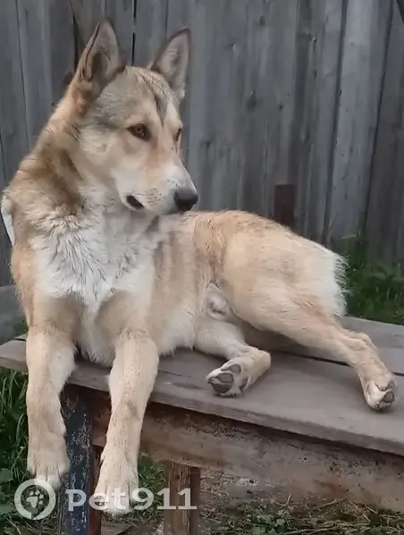 Пропала собака, ул. Кирова 45А, Бердюжье - photo