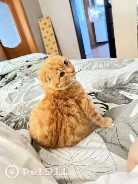 Пропала кошка, Морозовский, Краснодарский край - photo