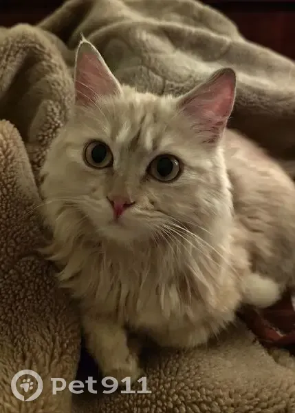 Пропала кошка, Комсомольская 18, Тимашёвск - photo