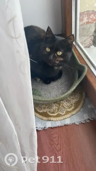 Пропала кошка, ул. Потёмкина, Зеленоградск - photo