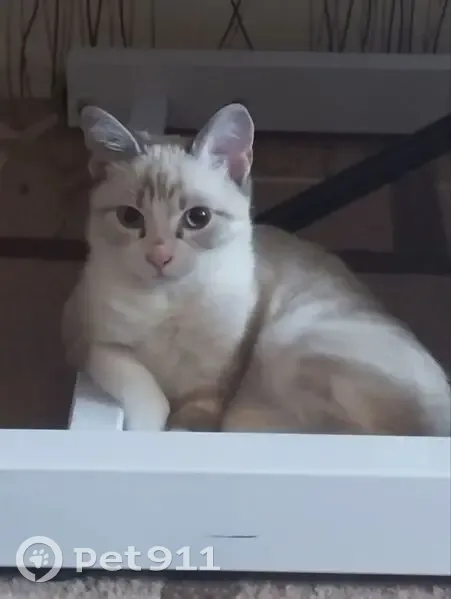 Пропала кошка, Западная ул. 8, Тимашёвск - photo