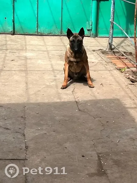 Пропала собака, ул. Коминтерна, Светлоград - photo