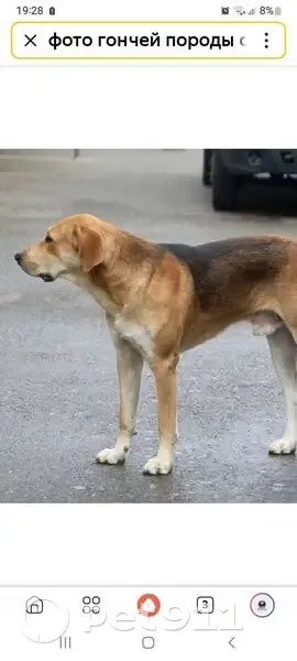 Пропала собака в Вороновке, Ульяновск - photo
