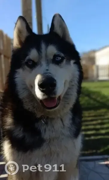 Пропала собака, Сокол. ул., 5, Липецк - photo