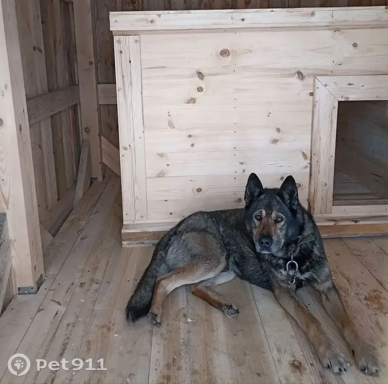 Собака найдена в п. Восход, Нижегородская обл. - photo