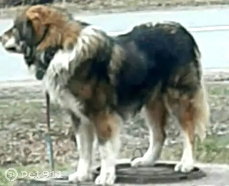 Пропала собака, Тобольская 39, Ялуторовск - photo