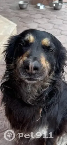 Пропала собака в Ямкино, ул. 1-я Московская - photo