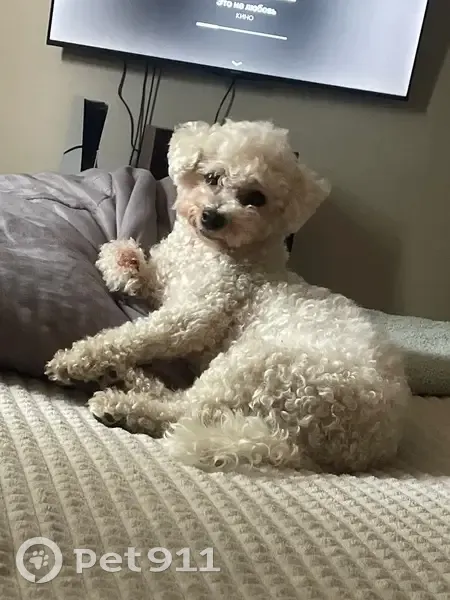 Пропала болонка, Ягодная ул. 27, Краснодар - photo