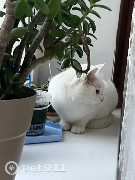 Пропал кот Снежок, ул. Устинова 41, Шахты - photo