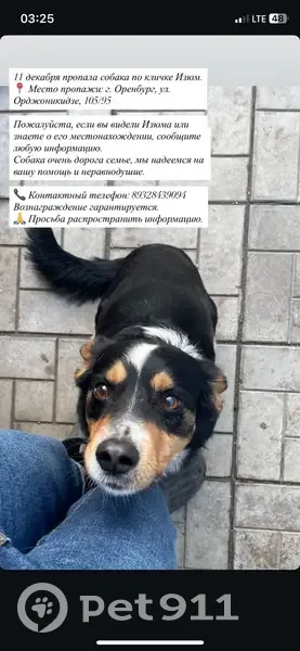 Пропала собака, Комсомольская 104, Оренбург - photo